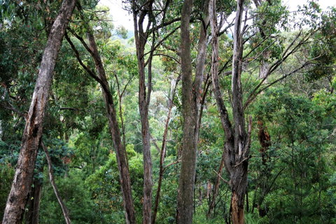 Tangenong Cottages - Whitsundays Accommodation 9