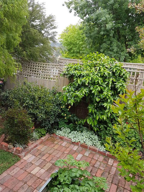 Healesville House - Fig Tree House - Whitsundays Accommodation 21