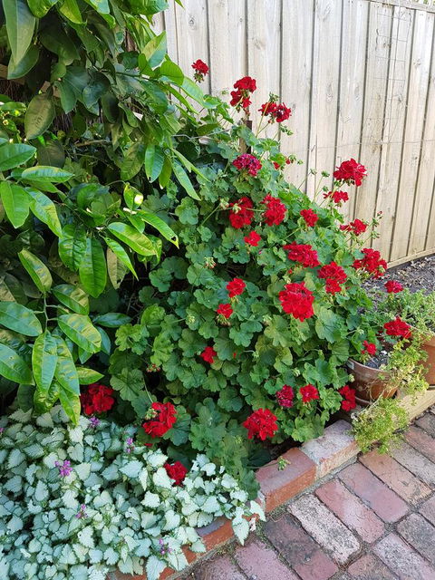 Healesville House - Fig Tree House - Whitsundays Accommodation 18