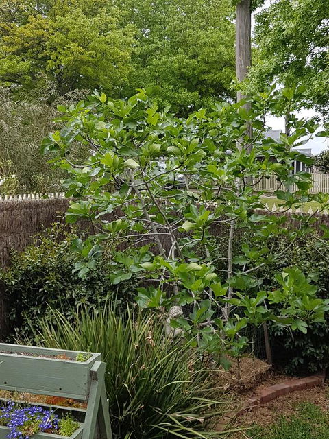 Healesville House - Fig Tree House - Whitsundays Accommodation 20