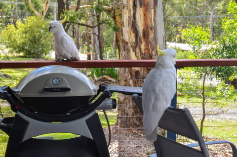 Blue Ridge Retreat - Whitsundays Accommodation 3