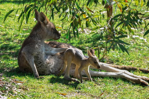 Blue Ridge Retreat - Whitsundays Accommodation 9
