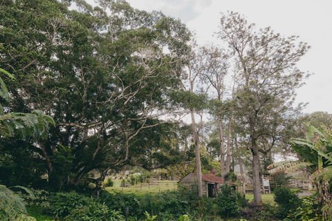 The Eumundi Dairy - Whitsundays Accommodation 1