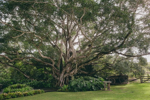 The Eumundi Dairy - Whitsundays Accommodation 2
