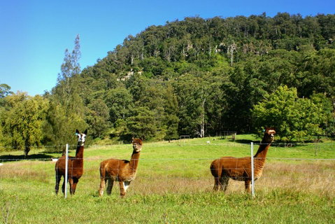 The Heavens Mountain Escape - Whitsundays Accommodation 2