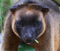 Book Ravenshoe Accommodation Vacations Whitsundays Accommodation Whitsundays Accommodation