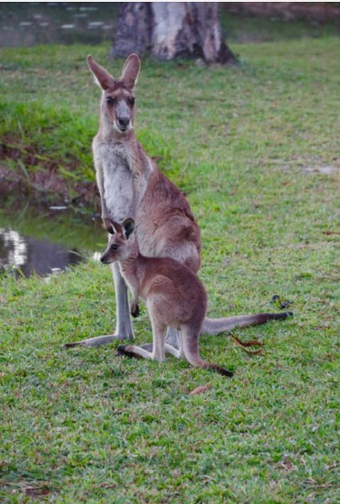 The Zen Den Adults Only - Whitsundays Accommodation 3