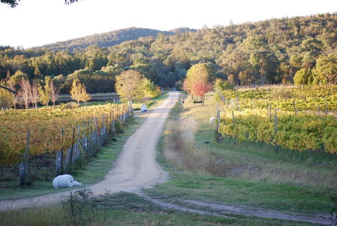 Twisted Gum Vineyard Cottage - Whitsundays Accommodation 1