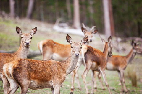 Villa Cervi Property - Whitsundays Accommodation 0