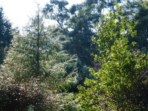 Alpine Aspects - Whitsundays Accommodation 8