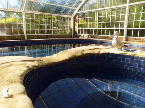 Alpine Aspects - Whitsundays Accommodation 38