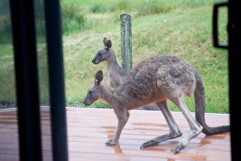 Gumnut Villa - Whitsundays Accommodation 10