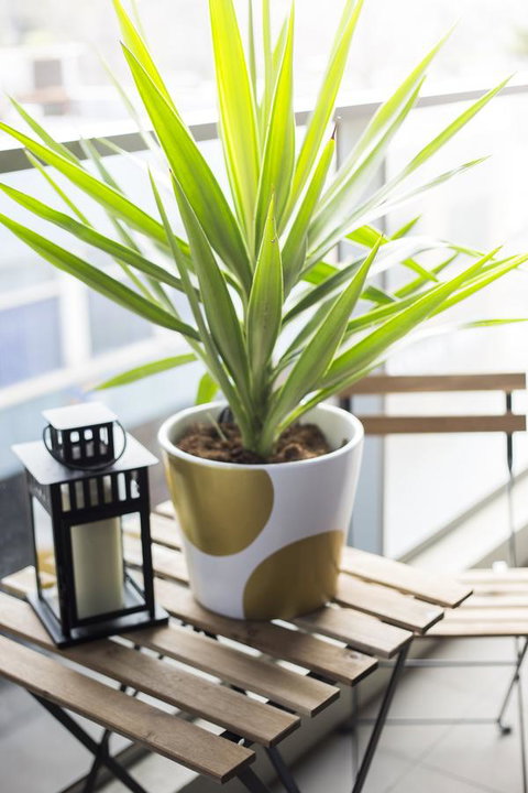 Complete Host 50 Claremont St Apartments - Whitsundays Accommodation 6