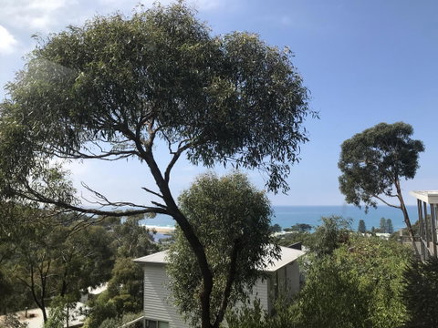 Lorne Sea View Terrace House - Whitsundays Accommodation 26