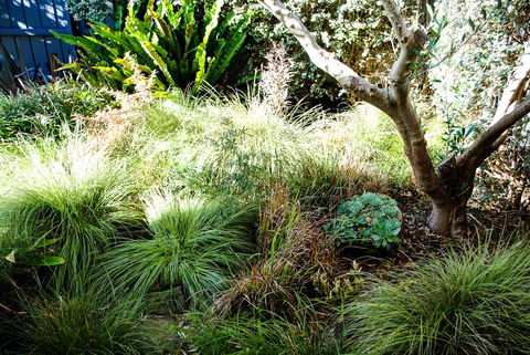 Bed Of Roses - Whitsundays Accommodation 21