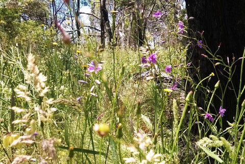 Grampians Pomonal Cottages - Whitsundays Accommodation 31