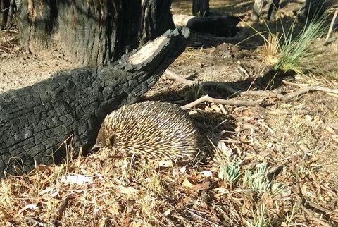 Grampians Pomonal Cottages - Whitsundays Accommodation 25