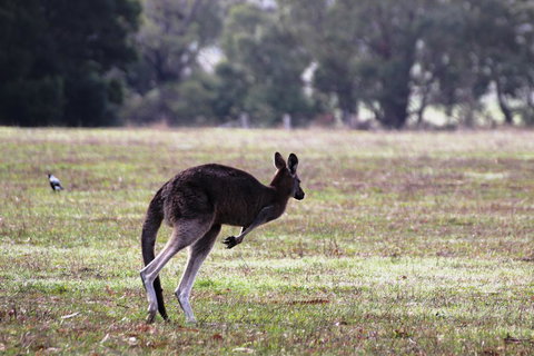 Grampians Pomonal Cottages - Whitsundays Accommodation 26
