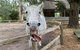 Kangaroo Manor - thumb 12