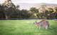 Kangaroo Manor - thumb 29