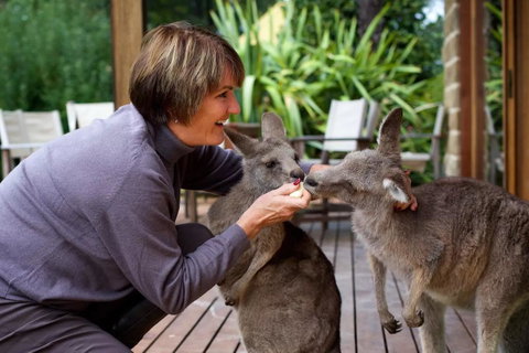 Kangaroo Manor - Whitsundays Accommodation 20