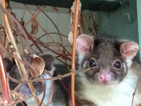 Oak Tree Lodge - Whitsundays Accommodation 22