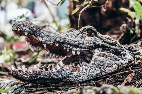 Cool Bananas Backpackers - Whitsundays Accommodation 42