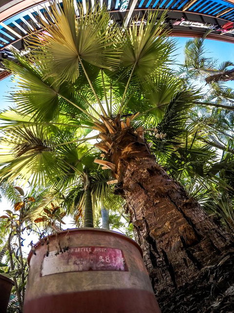 Cool Bananas Backpackers - Whitsundays Accommodation 14