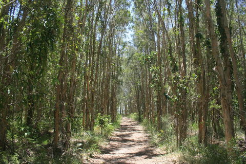 Lake Weyba Noosa Lodge & Kangaroos - Whitsundays Accommodation 39