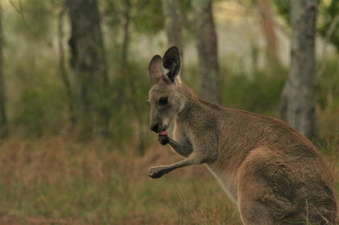 Lake Weyba Noosa Lodge & Kangaroos - Whitsundays Accommodation 43