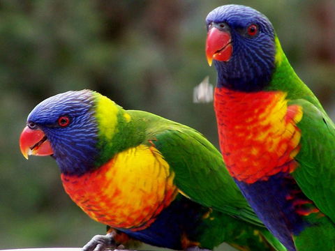Lake Weyba Noosa Lodge & Kangaroos - Whitsundays Accommodation 12