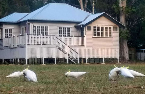Lake Weyba Noosa Lodge & Kangaroos - Whitsundays Accommodation 20
