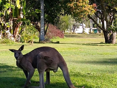 Lake Weyba Noosa Lodge & Kangaroos - Whitsundays Accommodation 24