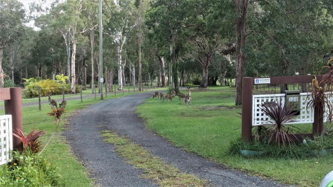 Lake Weyba Noosa Lodge & Kangaroos - Whitsundays Accommodation 42