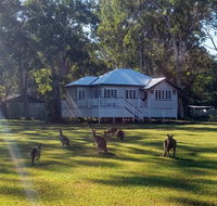 Lake Weyba Noosa Lodge  Kangaroos - Whitsundays Accommodation