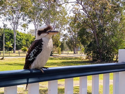 Lake Weyba Noosa Lodge & Kangaroos - Whitsundays Accommodation 18