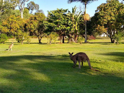 Lake Weyba Noosa Lodge & Kangaroos - Whitsundays Accommodation 8