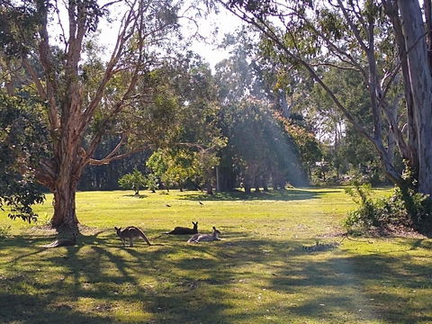 Lake Weyba Noosa Lodge & Kangaroos - Whitsundays Accommodation 4