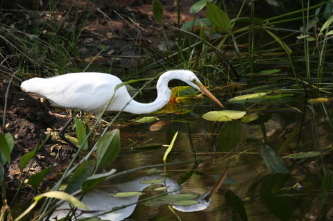Lake Weyba Noosa Lodge & Kangaroos - Whitsundays Accommodation 33