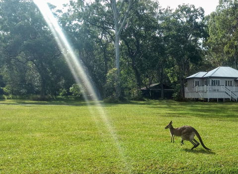 Lake Weyba Noosa Lodge & Kangaroos - Whitsundays Accommodation 26
