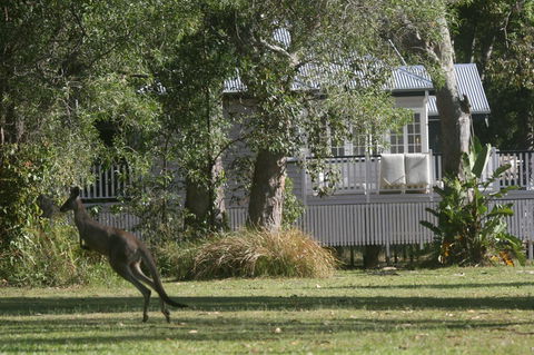 Lake Weyba Noosa Lodge & Kangaroos - Whitsundays Accommodation 31