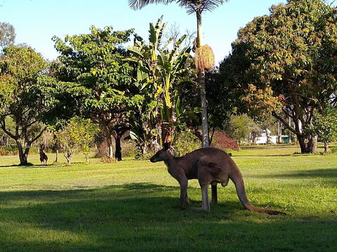 Lake Weyba Noosa Lodge & Kangaroos - Whitsundays Accommodation 35