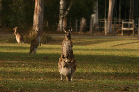 Lake Weyba Noosa Lodge & Kangaroos - Whitsundays Accommodation 16