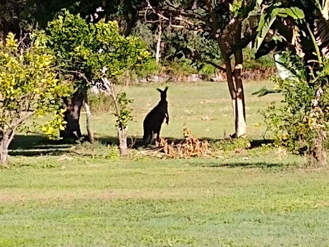 Lake Weyba Noosa Lodge & Kangaroos - Whitsundays Accommodation 29
