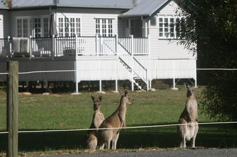 Lake Weyba Noosa Lodge & Kangaroos - Whitsundays Accommodation 28