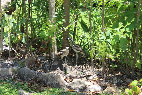 Amaroo On Mandalay, Magnetic Island - Whitsundays Accommodation 40
