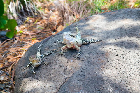 Rainbow Bay Backpackers - Whitsundays Accommodation 21
