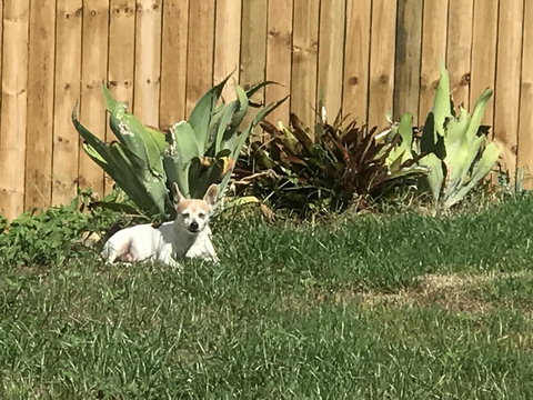 Whitsunday Luxury Homes - Whitsundays Accommodation 42