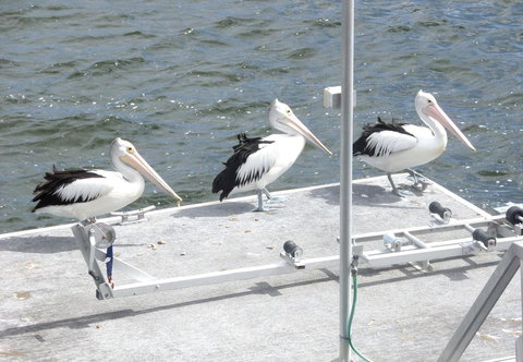 Gaia On Bribie Island - Whitsundays Accommodation 40