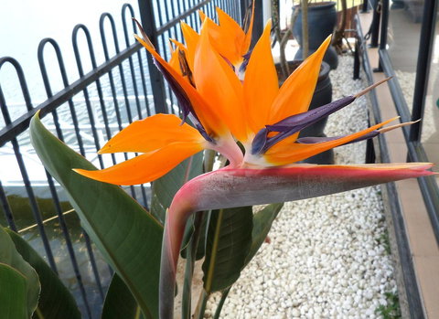 Gaia On Bribie Island - Whitsundays Accommodation 24